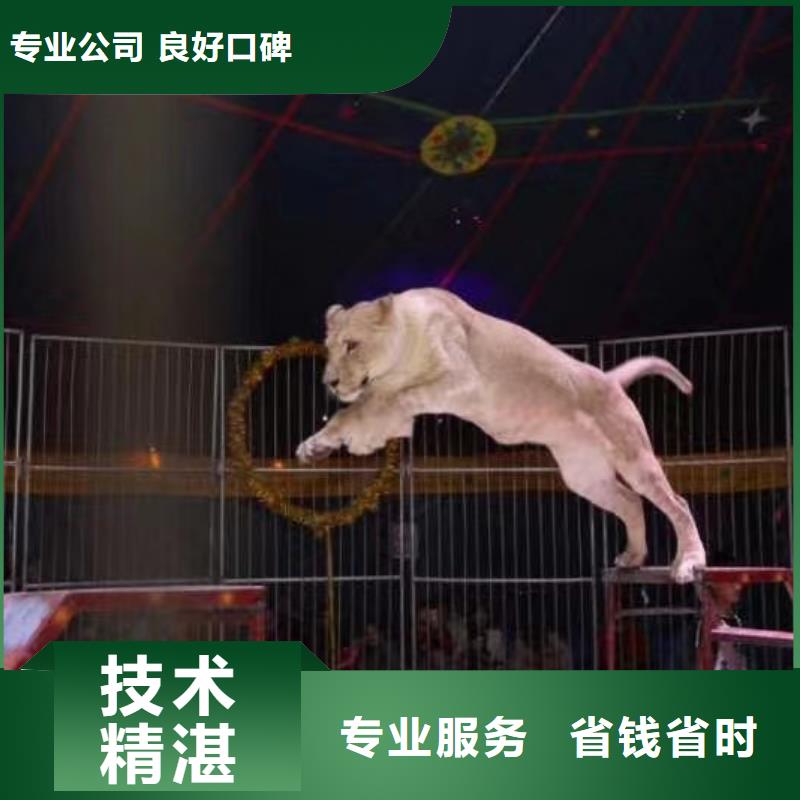 马戏团/羊驼海狮表演出租技术可靠