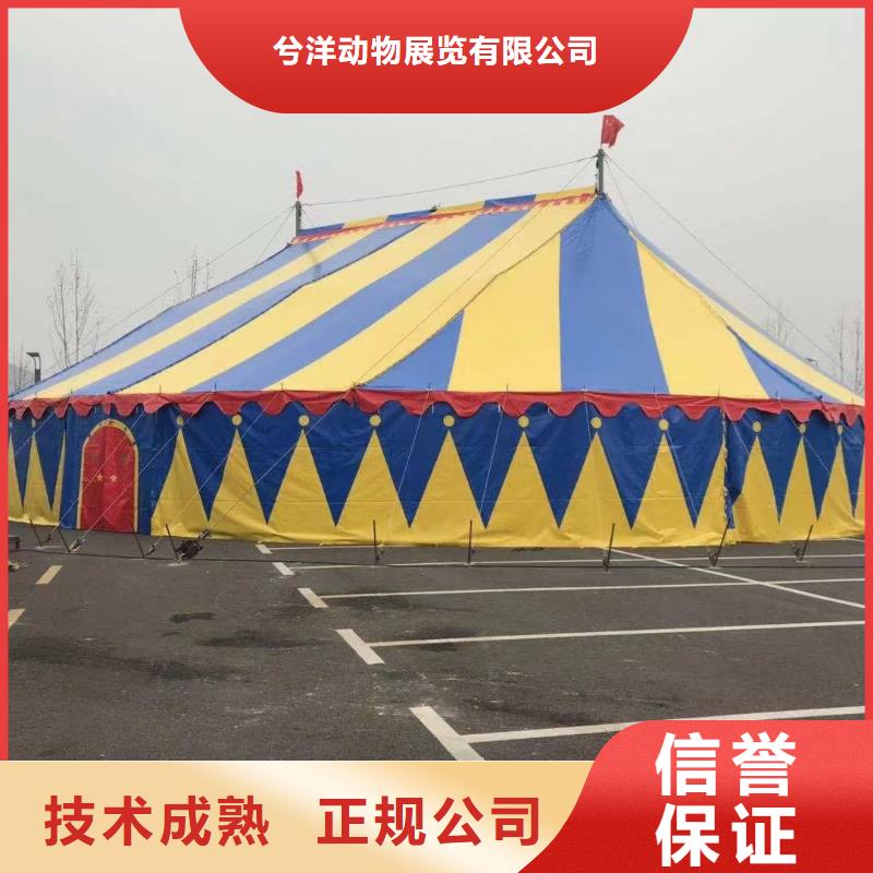 馬戲團(tuán)/羊駝-商場馬戲表演出租拒絕虛高價