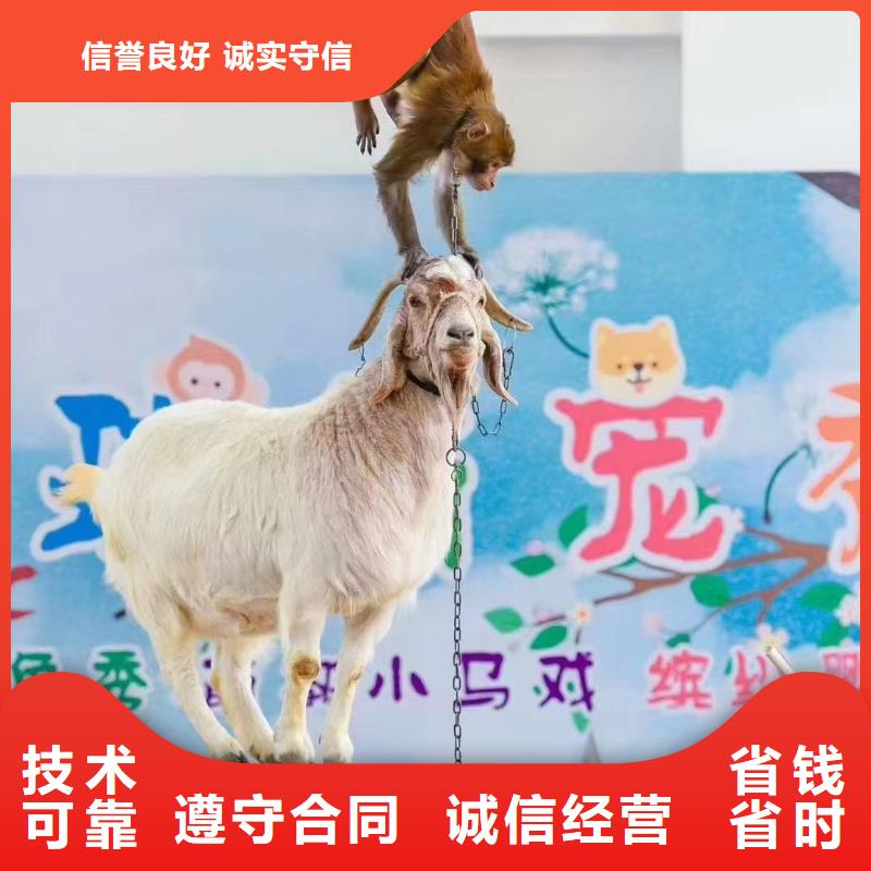 马戏团/羊驼-马戏团表演专业可靠