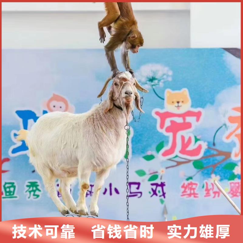 马戏团表演出租房地产活动