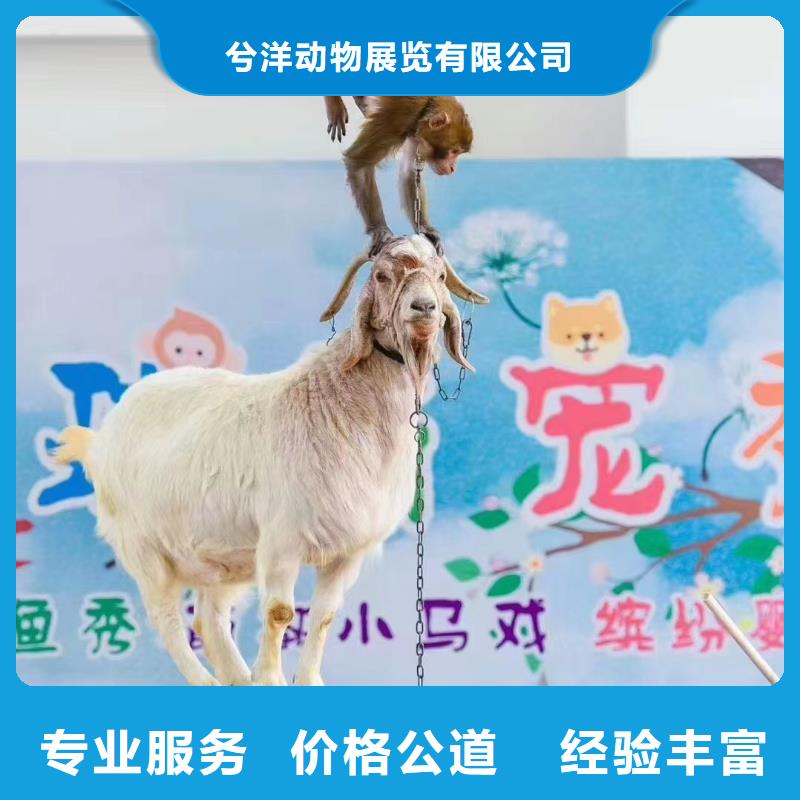 哪有出租动物的厂家