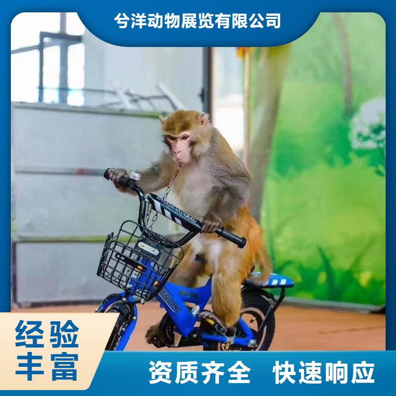 马戏团/羊驼 马戏表演售后保障