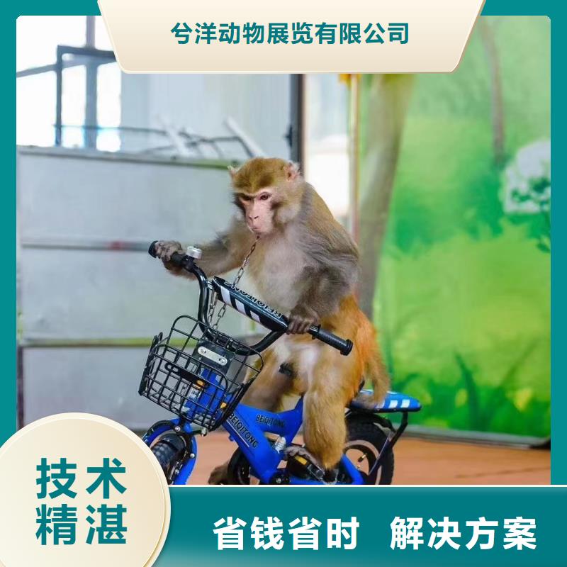 马戏团/羊驼,动物杂技表演租赁口碑商家