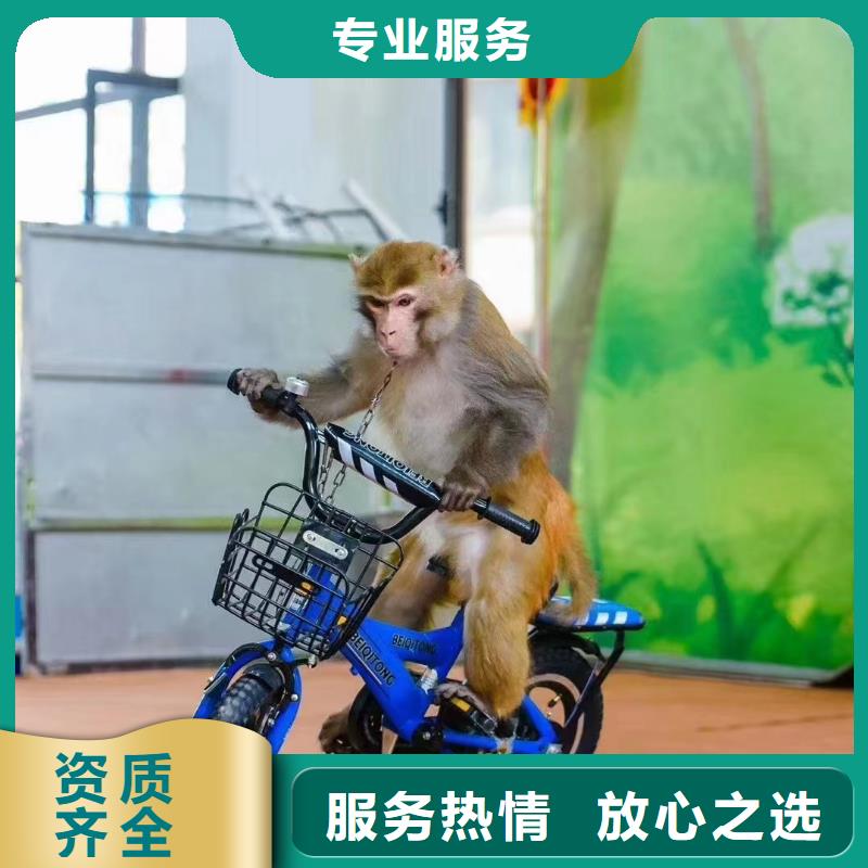 马戏团/羊驼【企鹅演出】有实力