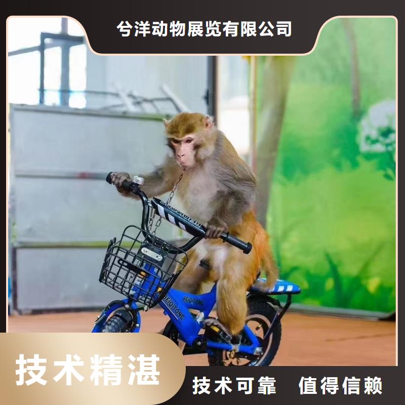 马戏团/羊驼【活体羊驼租赁】多年经验