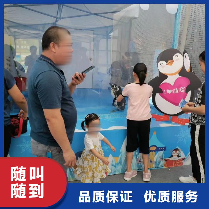 附近美人鱼表演出租实力厂家