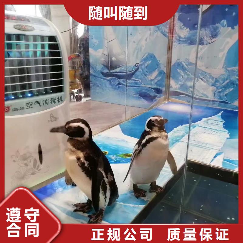 海洋主题动物表演出租表演萌宠专业可靠