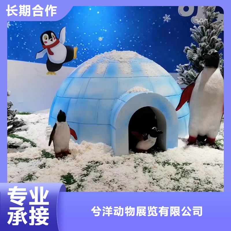 海洋主题动物表演【海狮表演出租】正规