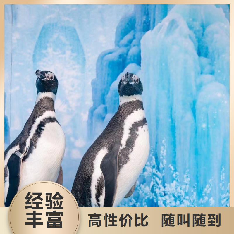 【海洋主题动物表演海洋展租赁多年行业经验】