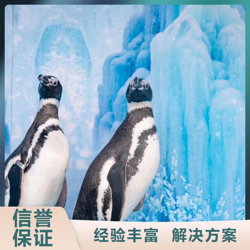 出租海狮表演节日活动