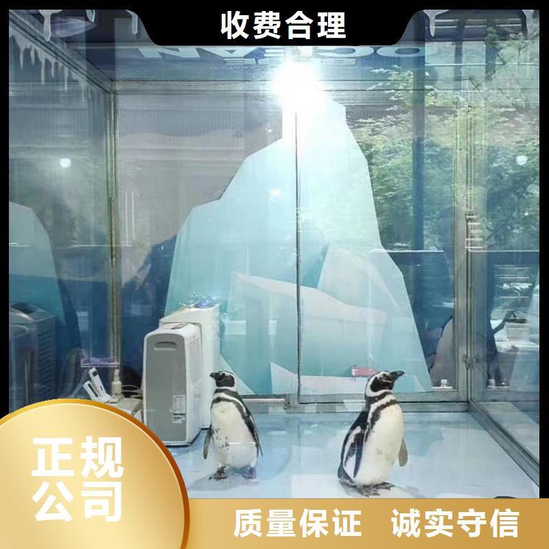 海洋主题动物表演马戏团出租 24小时为您服务