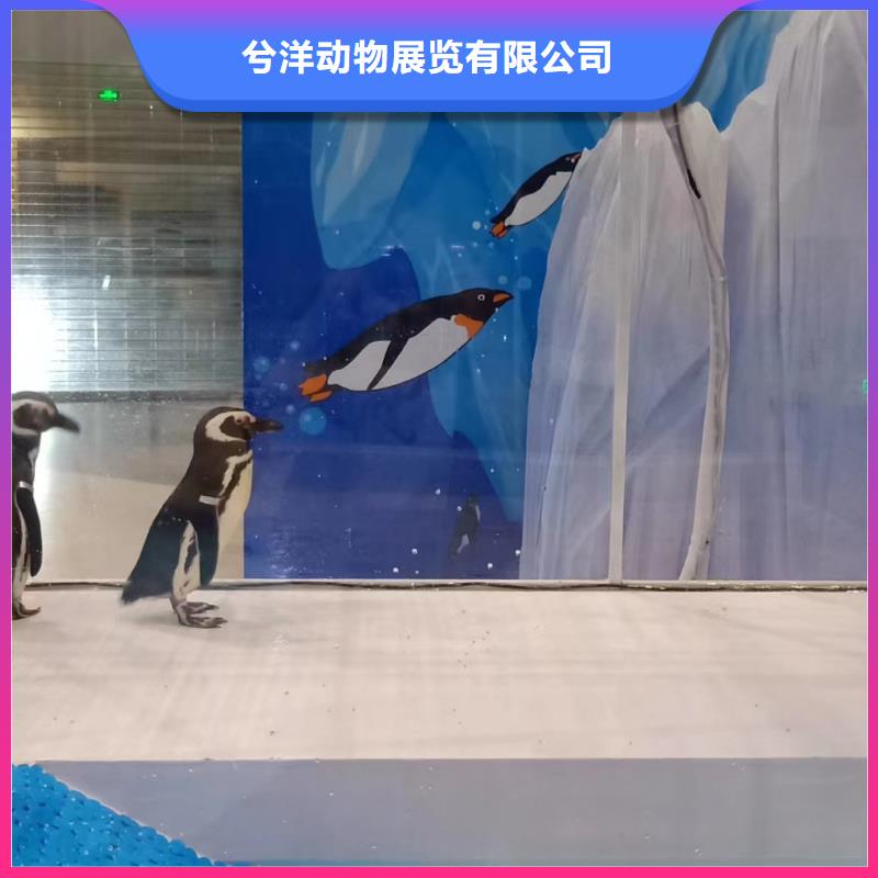 海洋主题动物表演动物杂技表演品质保证