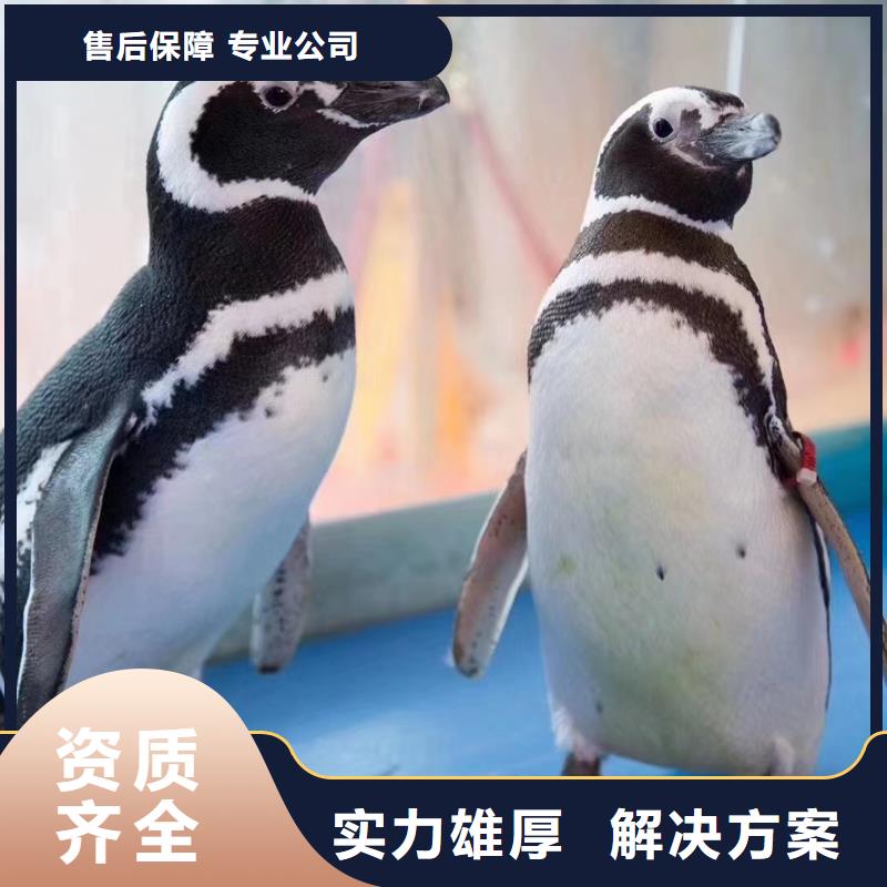 海洋主题动物表演海狮表演出租品质卓越