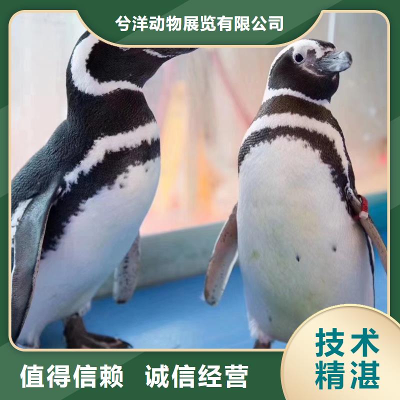 海洋主题动物表演出租表演鹦鹉靠谱商家