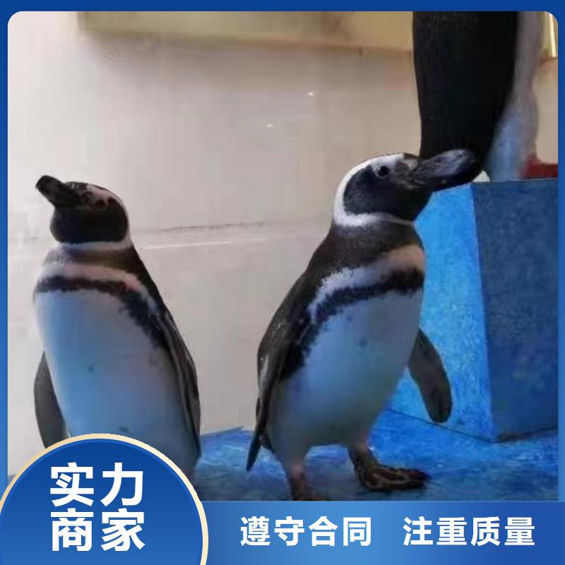海洋主题动物表演海狮表演出租诚信
