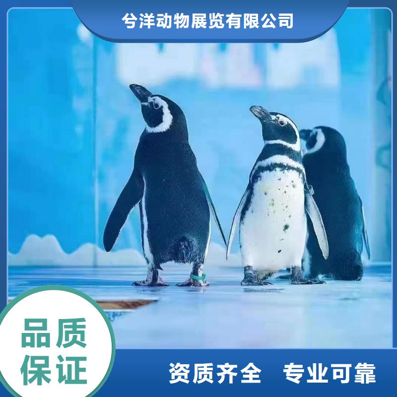 海洋主题动物表演-【海狮租赁表演】服务至上