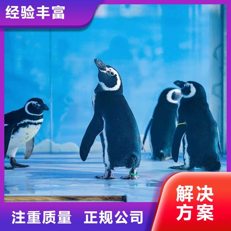 陵水县海狮表演出租公司