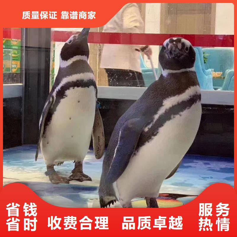 海洋主题动物表演,马戏团表演出租租赁口碑商家