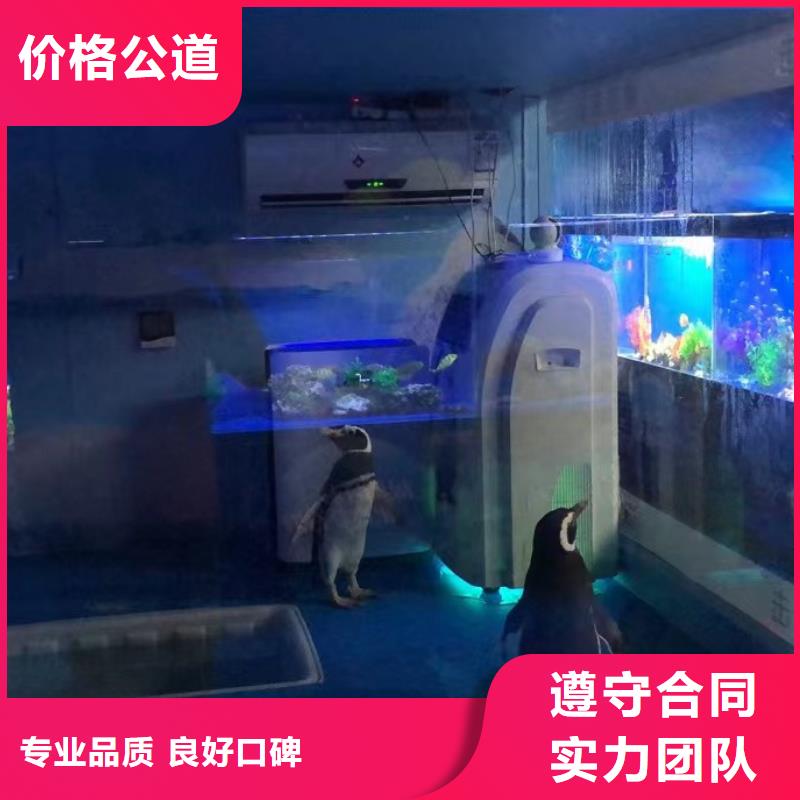 海洋主题动物表演企鹅出租放心