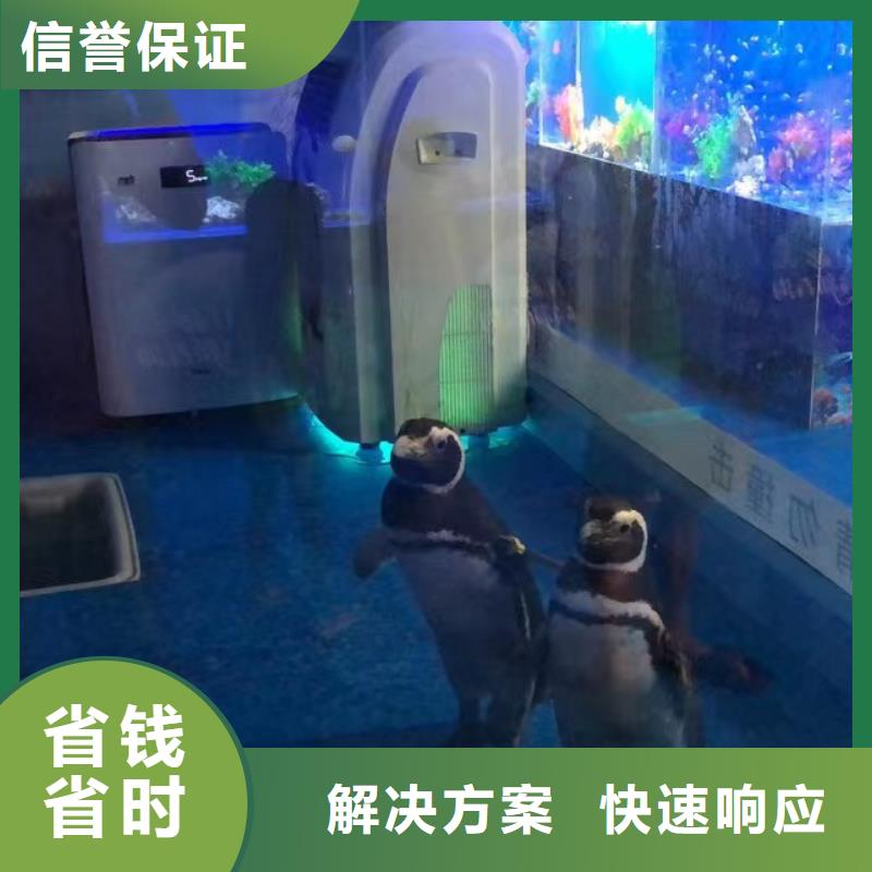 海洋生物展出租活动庆典