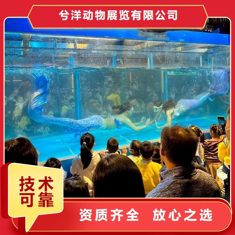 海洋主题动物表演动物表演诚实守信