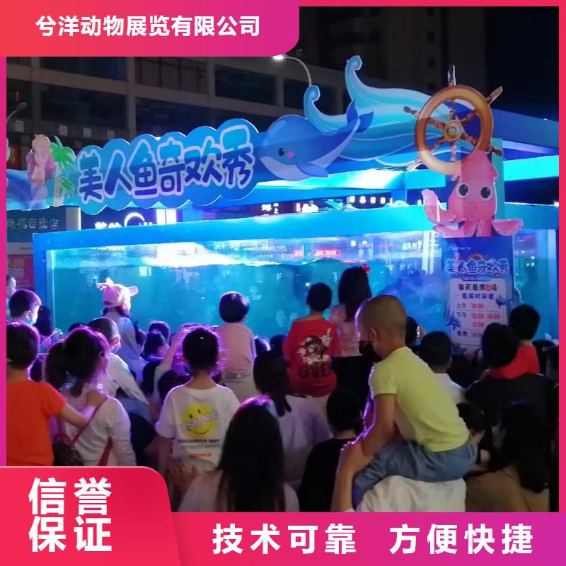 兮洋美人鱼表演【海洋主题动物表演】_海狮表演出租实力雄厚qy55.com