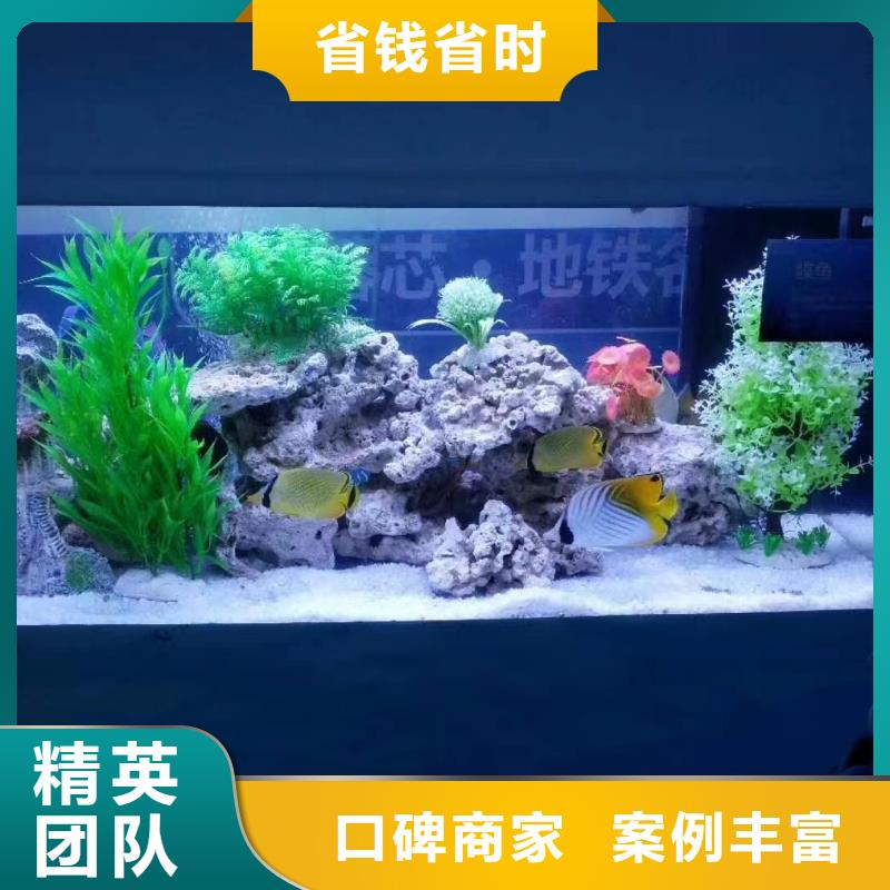 海狮表演租赁品种保证