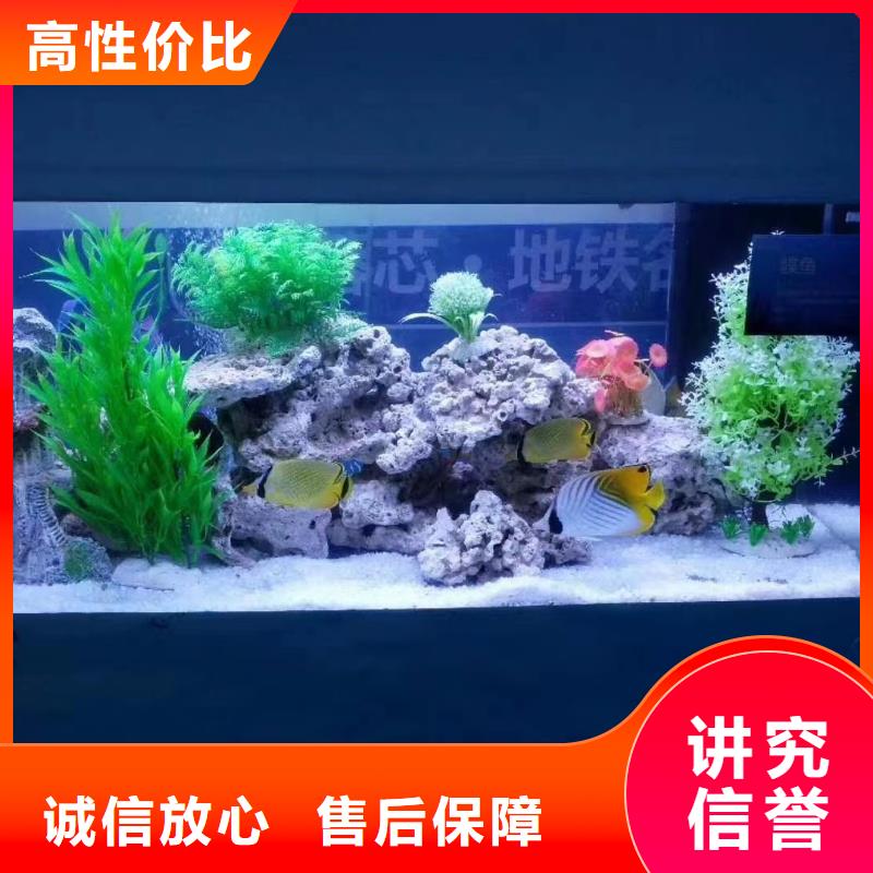 海洋主题动物表演【企鹅演出】口碑公司