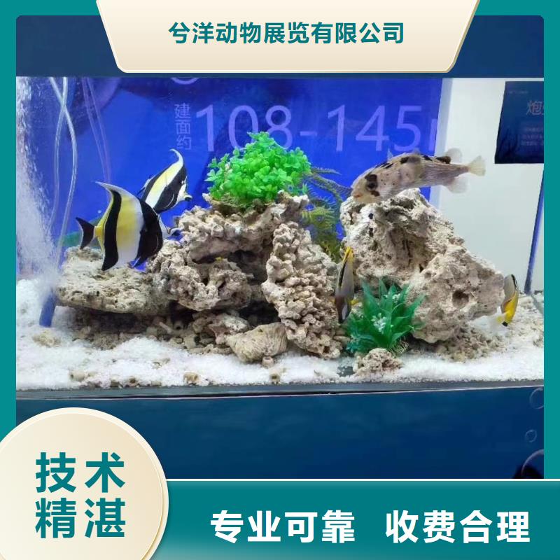 【海洋主题动物表演美人鱼表演解决方案】