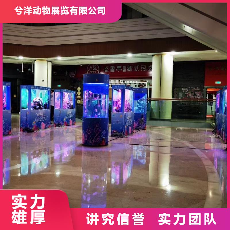 海洋主题动物表演-出租马戏团表演2025公司精心