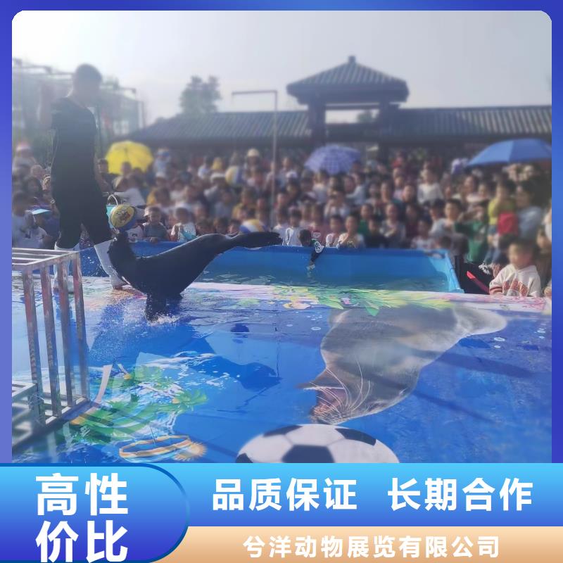 海洋主题动物表演 动物表演出租价格美丽