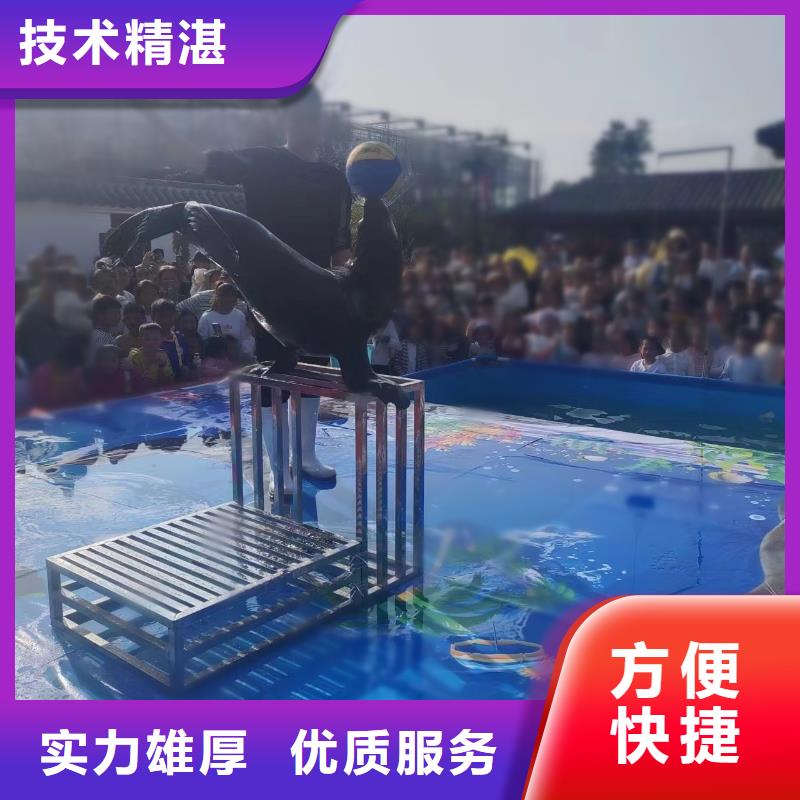 海洋主题动物表演,动物表演出租实力强有保证