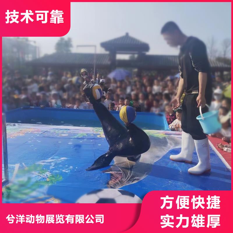 海洋主题动物表演【海狮杂技表演】服务周到