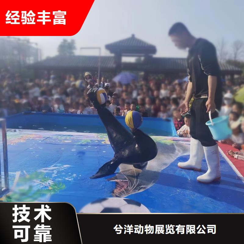 海洋主题动物表演 【海狮表演租赁】欢迎合作