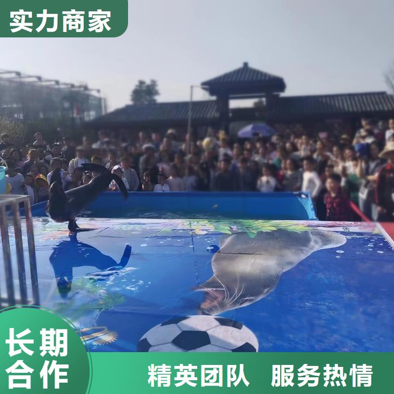 海洋主题动物表演_表演羊驼租赁快速响应