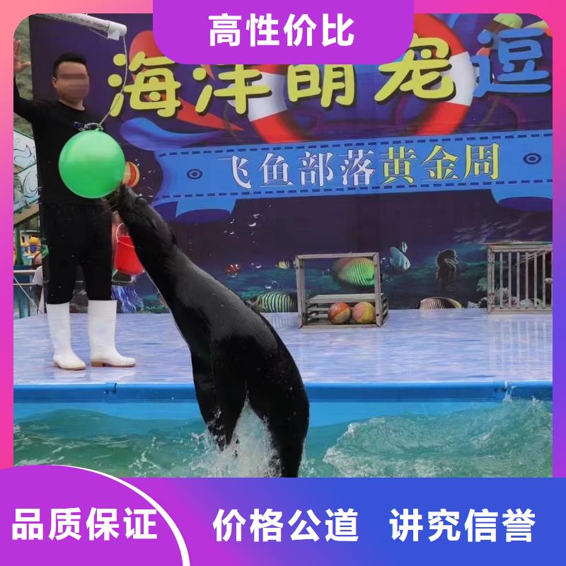 海洋主题动物表演出租表演企鹅多年经验
