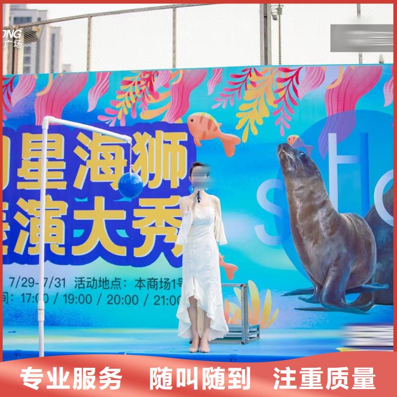 海洋主题动物表演出租表演鹦鹉靠谱商家