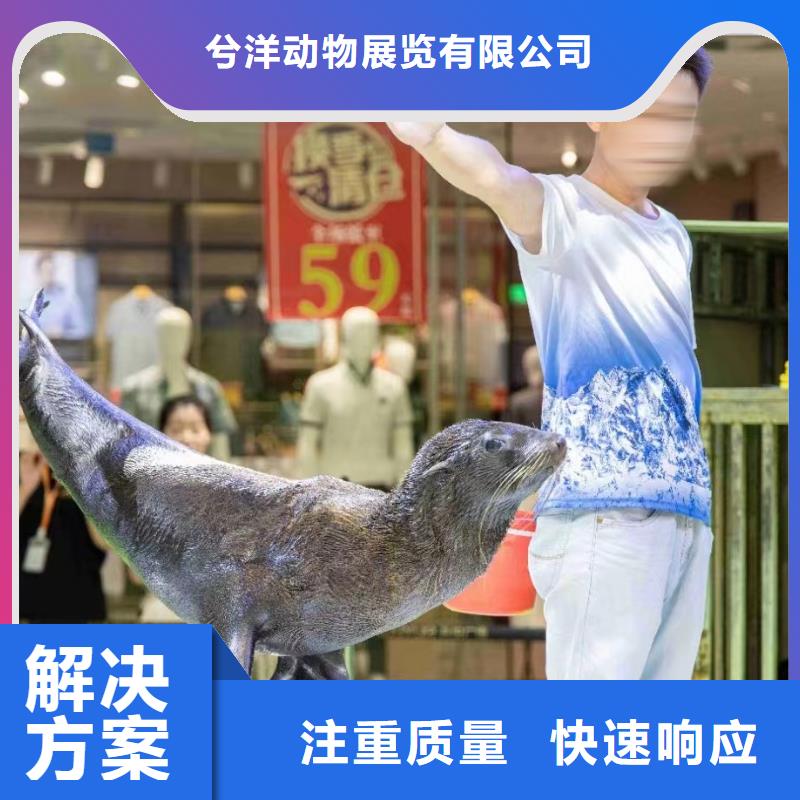 兮洋美人鱼表演【海洋主题动物表演羊驼出租品质服务】企业旺旺