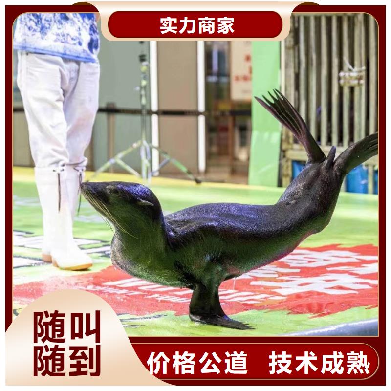 海洋主题动物表演企鹅出租放心