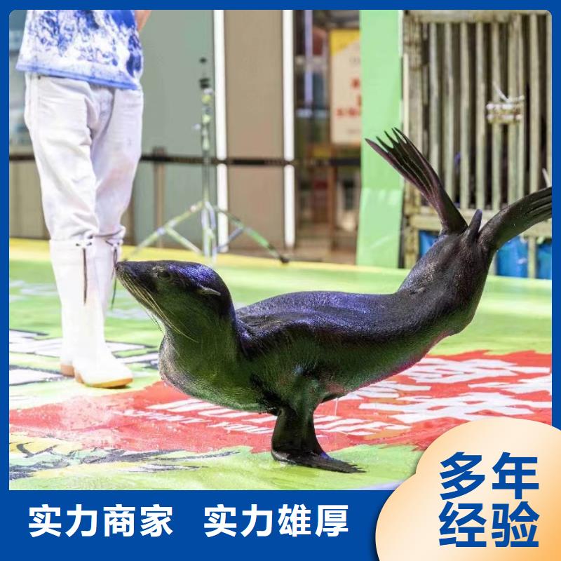 海洋主題動物表演馬戲團表演專業公司