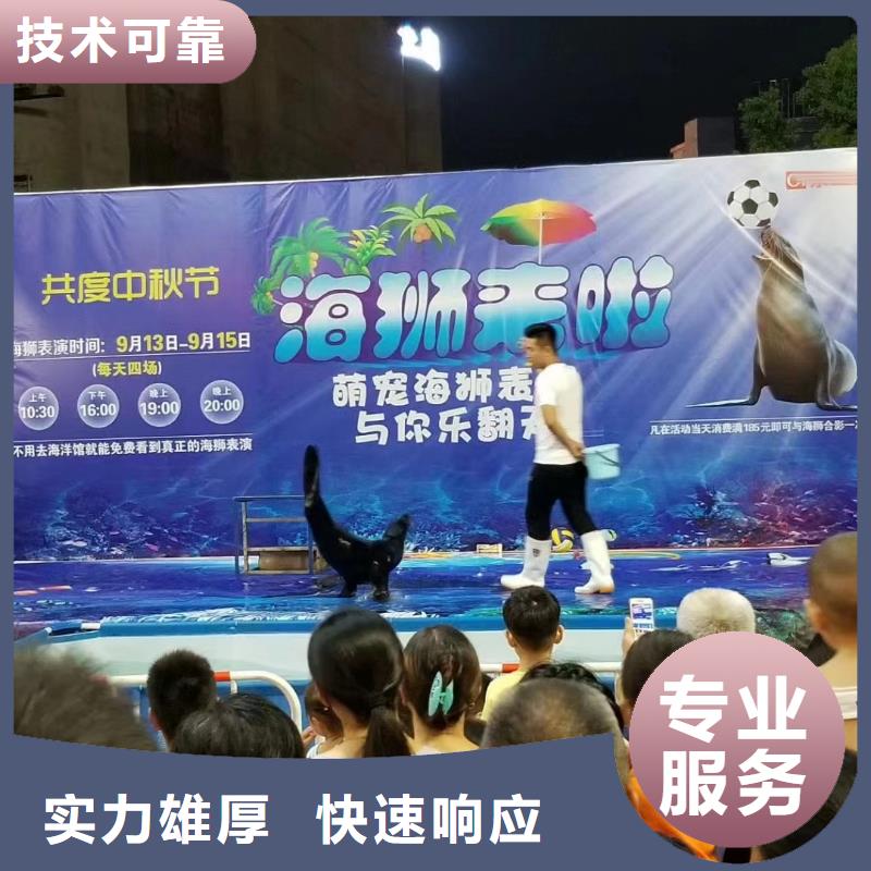 【海洋主题动物表演】羊驼出租正规公司