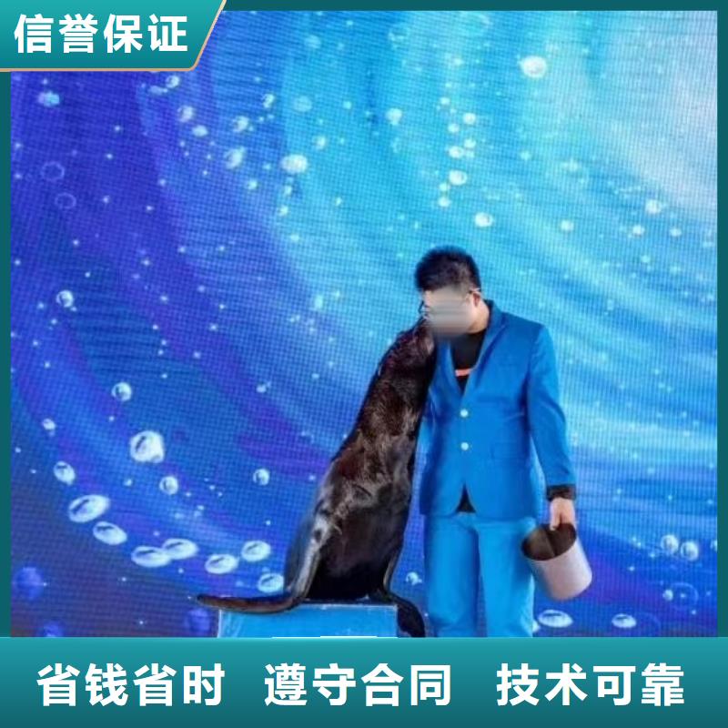 出租海狮表演价格