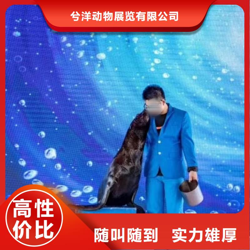 海洋主題動物表演鸚鵡表演講究信譽