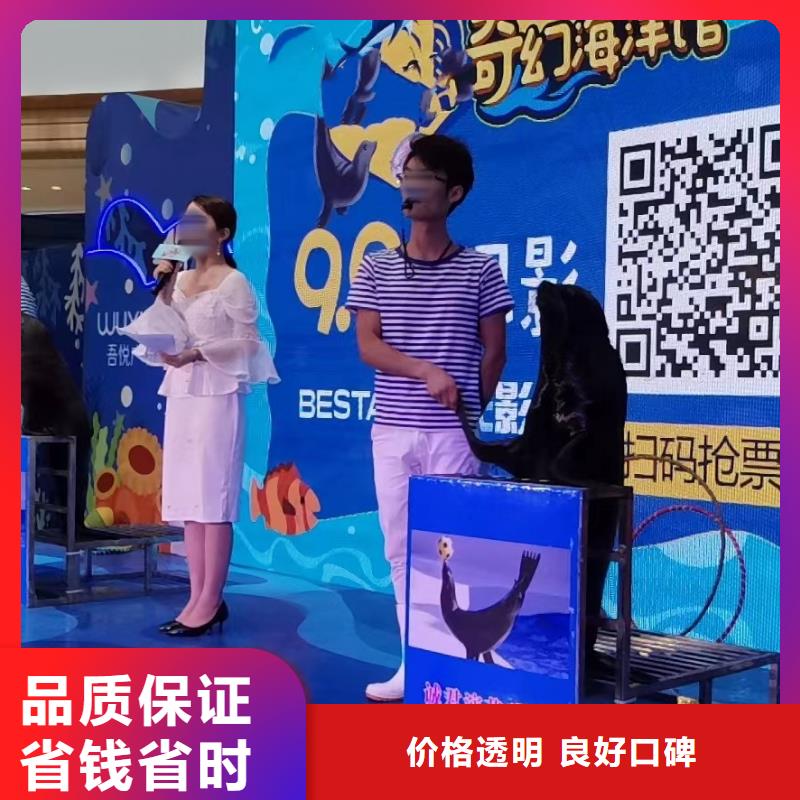 海洋主題動物表演出租馬戲表演專業承接
