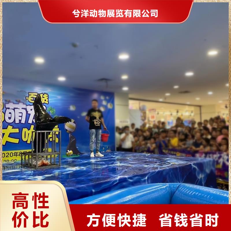海洋主题动物表演羊驼表演全市24小时服务