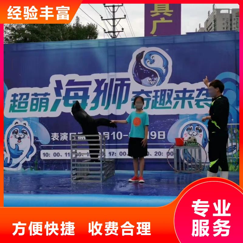 海洋主题动物表演海狮表演出租诚信