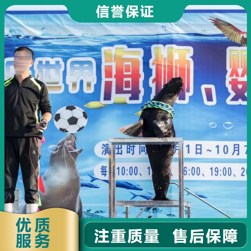 【海洋主题动物表演出租表演海狮一站搞定】
