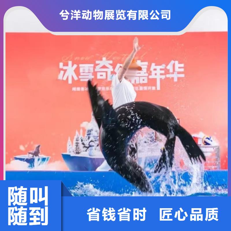 哪有出租海狮的