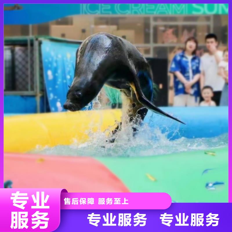 【海洋主题动物表演-海洋展租赁欢迎合作】-[台湾]公司<兮洋>