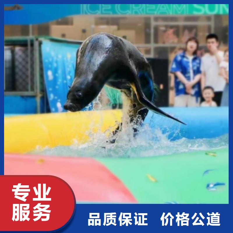 海洋主题动物表演-海狮表演出租2024公司推荐